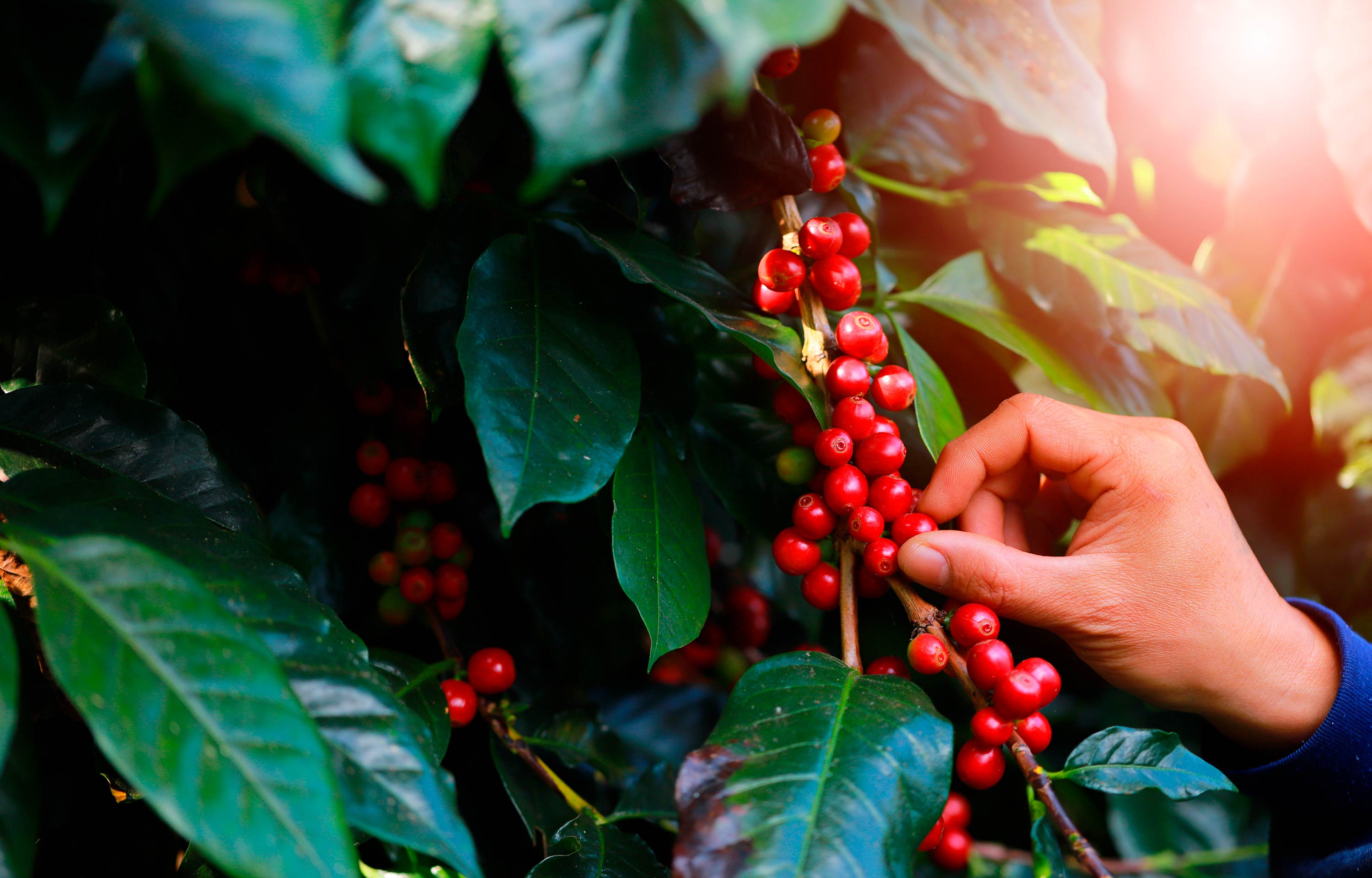 Solo Fértil, Café Abundante: os Segredos da Nutrição na Cafeicultura