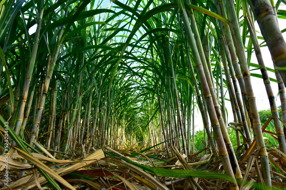 Como Superar as Barreiras de Produtividade na Cana-de-Açúcar
