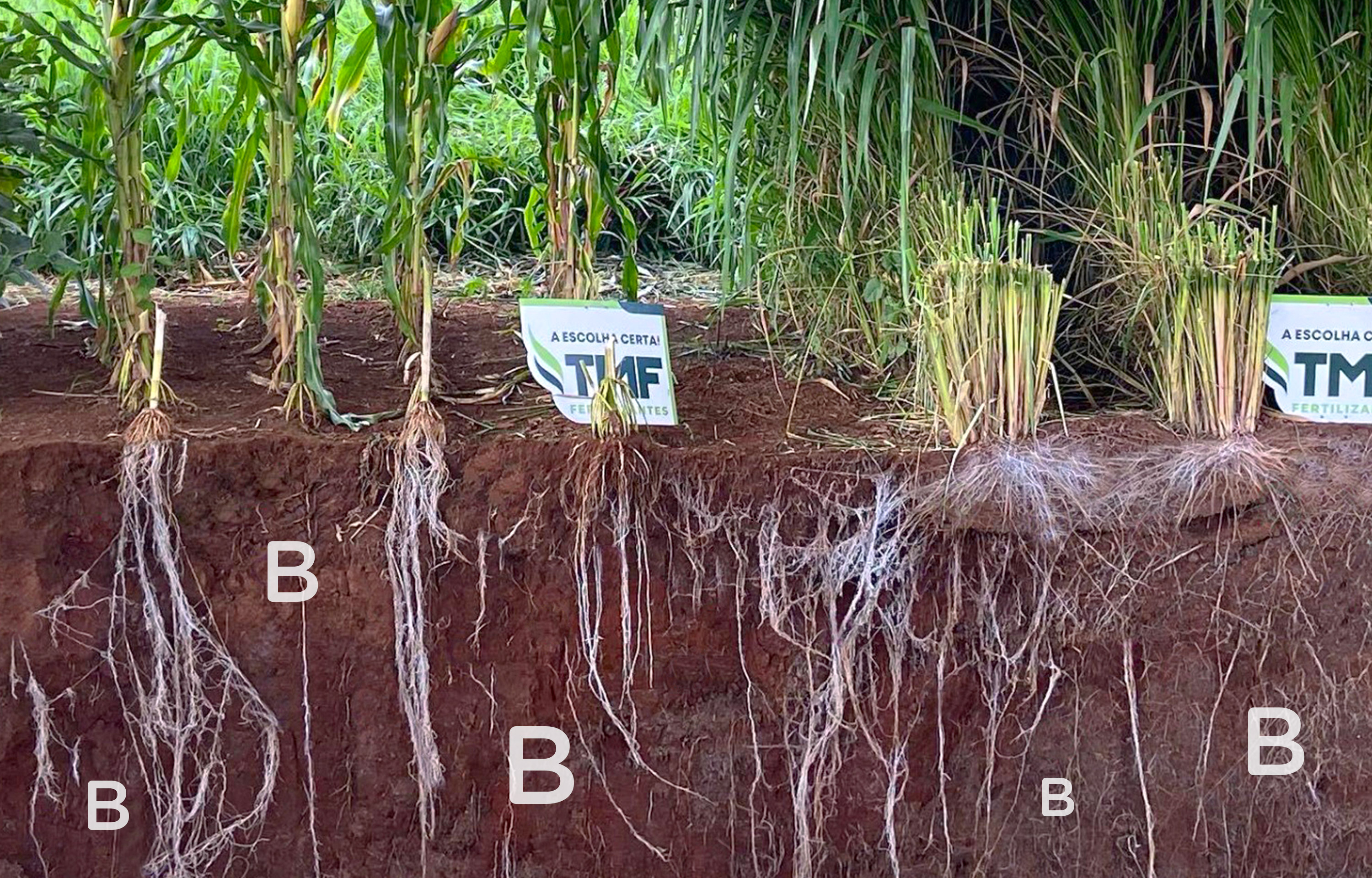 A Importância do Boro no Crescimento e Desenvolvimento das Plantas