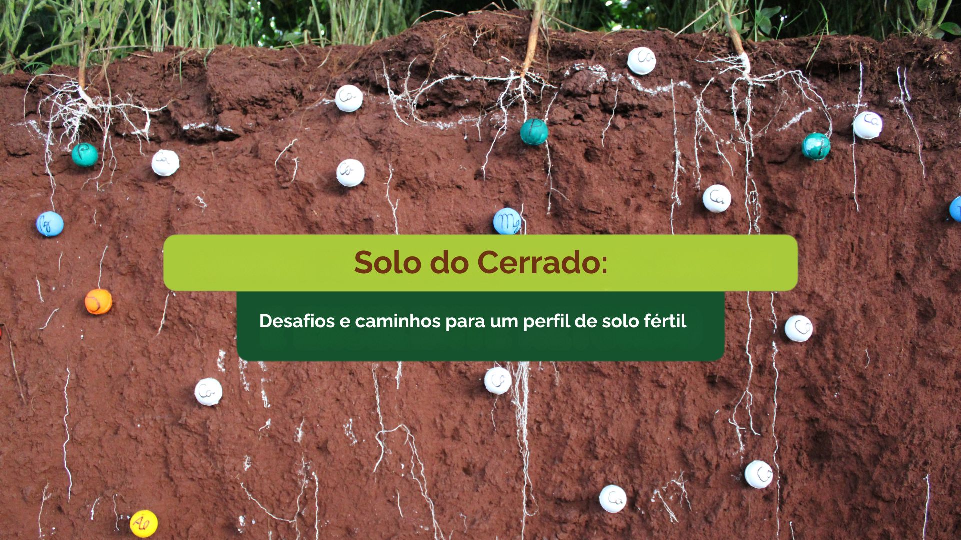 Solo do Cerrado: desafios e caminhos para um perfil de solo fértil