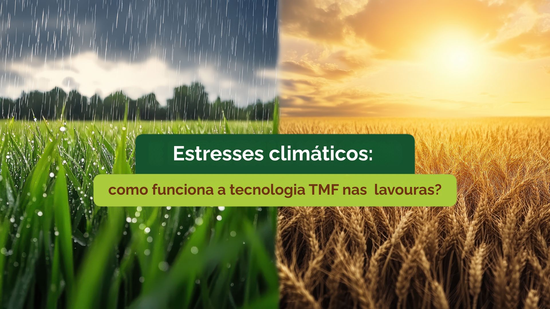 Estresses climáticos: como funciona a tecnologia TMF nas  lavouras?