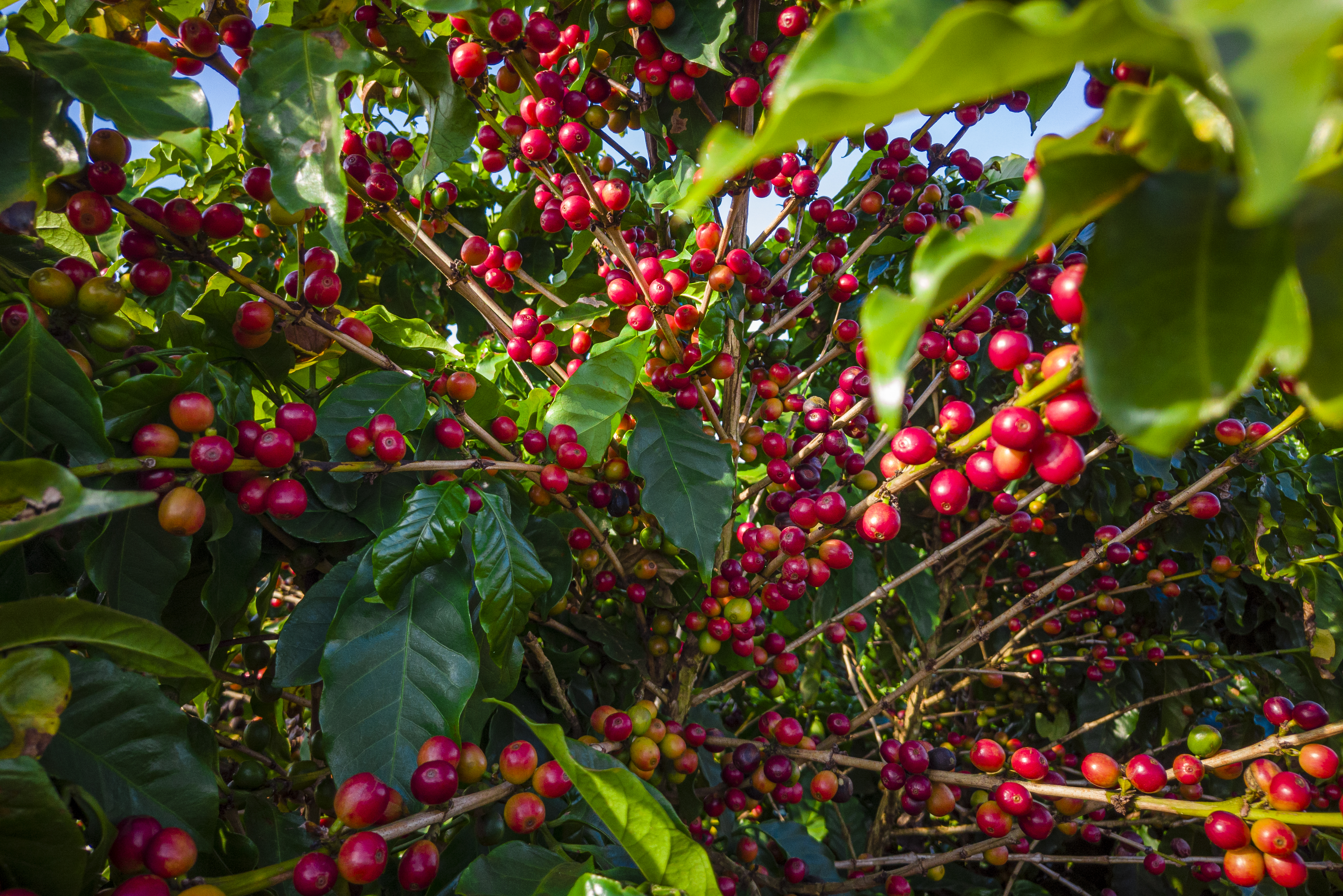 Isofertil Force Café Super: uma visão técnica sobre manejo e eficiência nutricional no cafeeiro