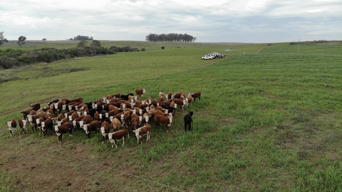 Fazenda Santa Fé — imagem 3