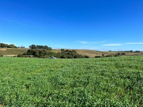 Fazenda Santa Fé — imagem 5