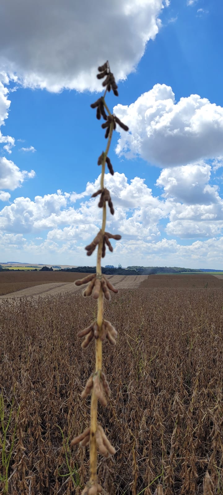 Granja Giacomin — imagem 3