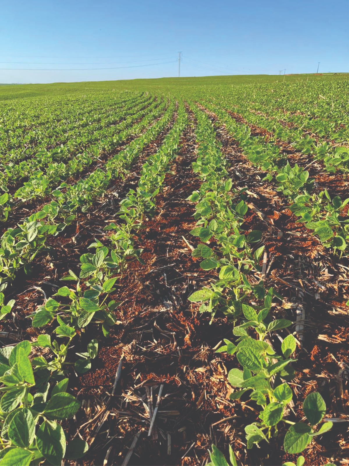 Fazenda Salvati — imagem 8