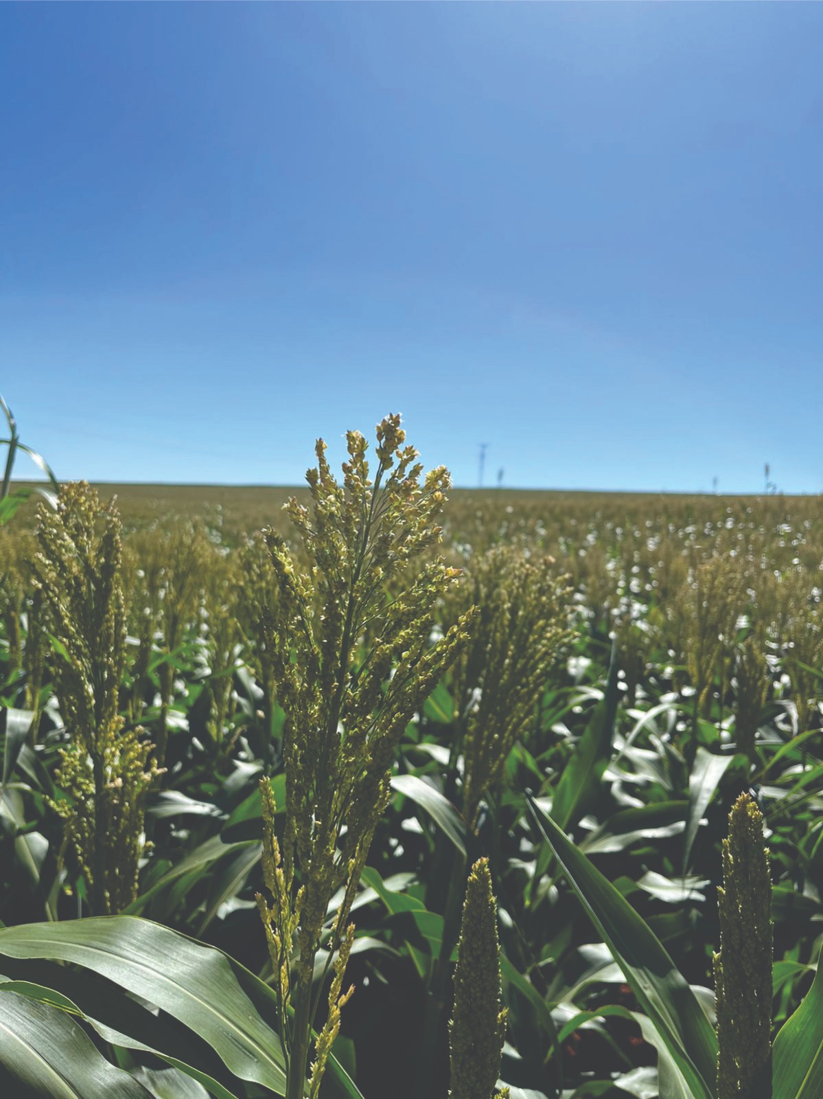 Fazenda Salvati — imagem 7