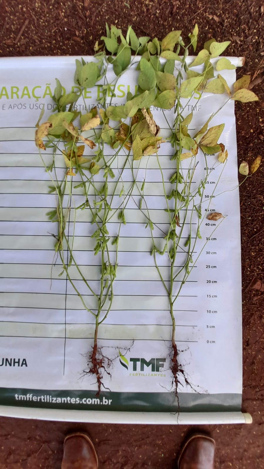Fazenda Timburi — imagem 7