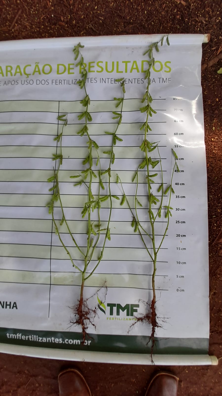 Fazenda Timburi — imagem 6