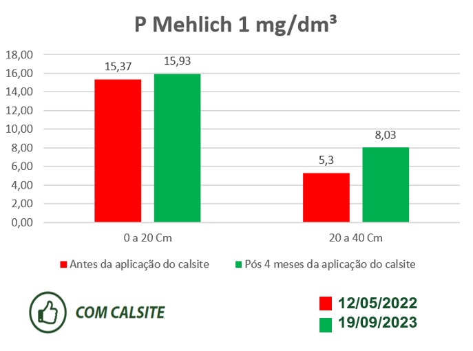 Porto belagricola palmeira — imagem 5
