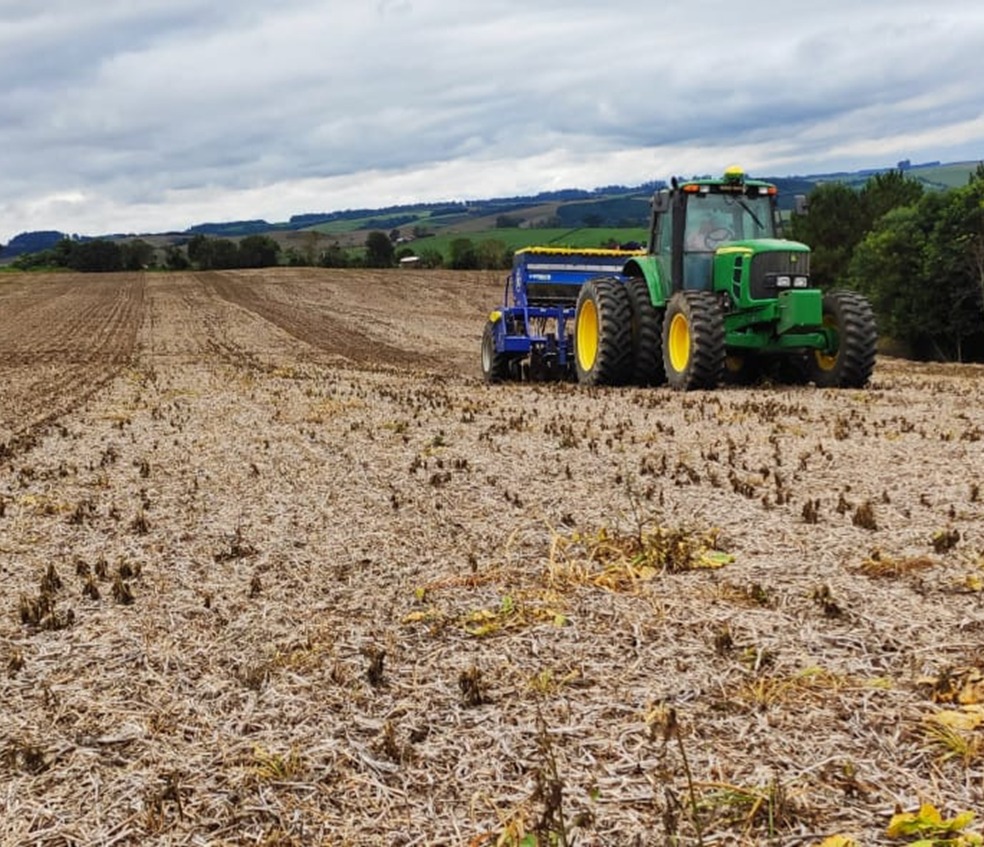 Porto belagricola palmeira — imagem 9